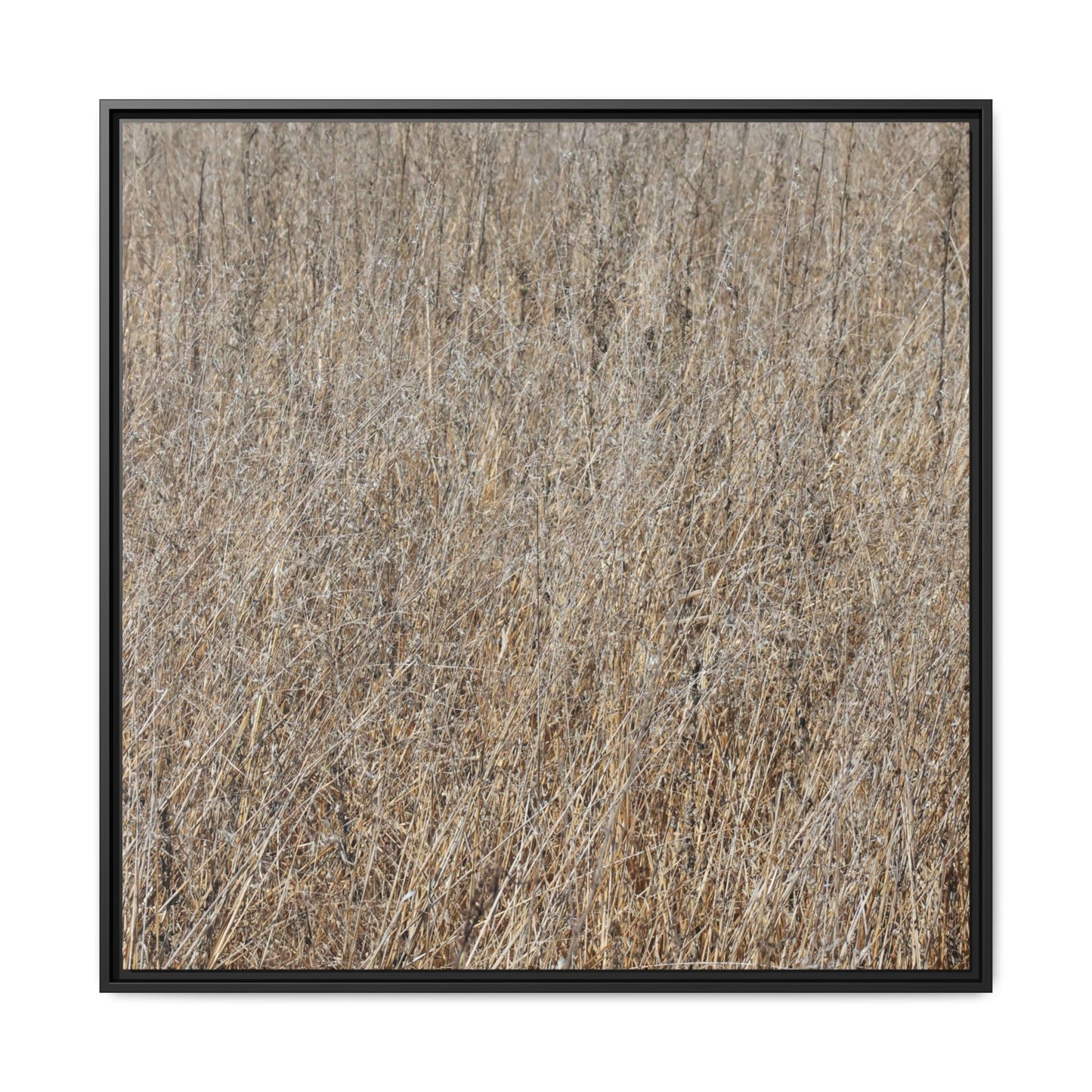 Whispers of Straw - Unique Stretched Canvas Wall Art - Art By Earth