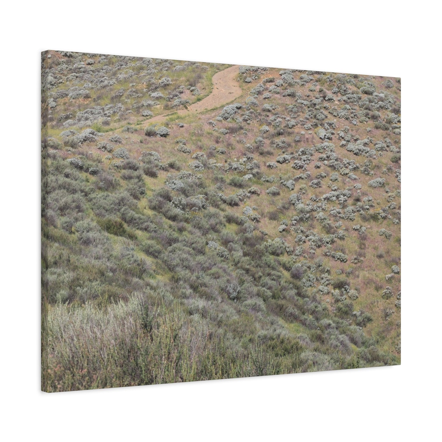 Desert Path Through Sagebrush - Unique Frameless Canvas Wall Art - Art By Earth