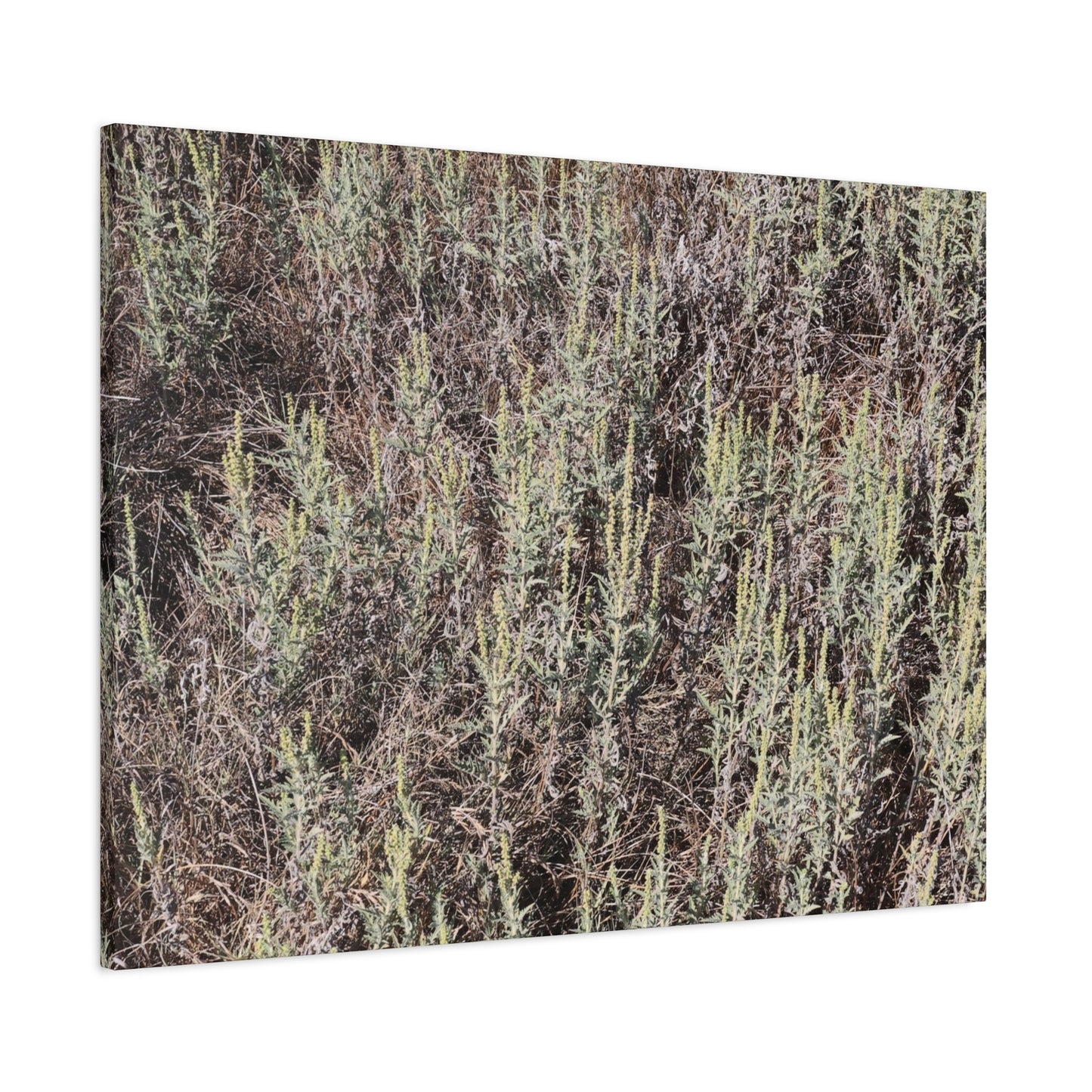 Whispers in the Sage - Unique Stretched Canvas Wall Art - Art By Earth