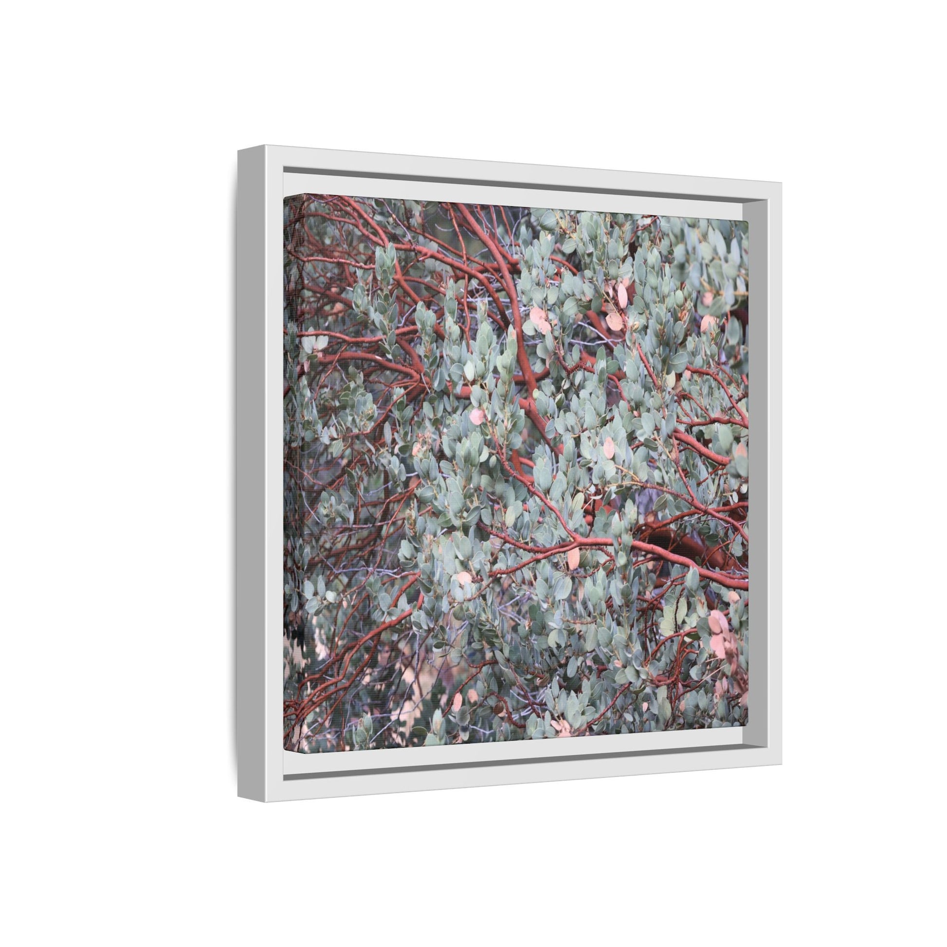 Whispers of Sage - Unique Stretched Canvas Wall Art - Art By Earth