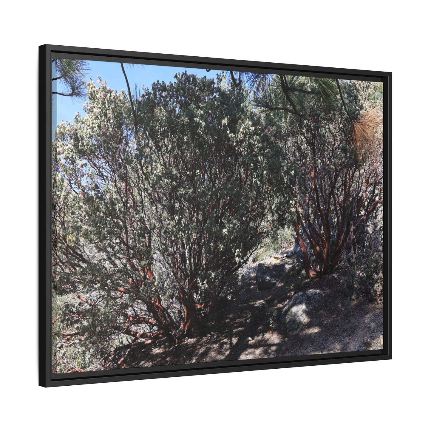 Desert Trail Through Blooming Manzanita - Unique Stretched Canvas Wall Art