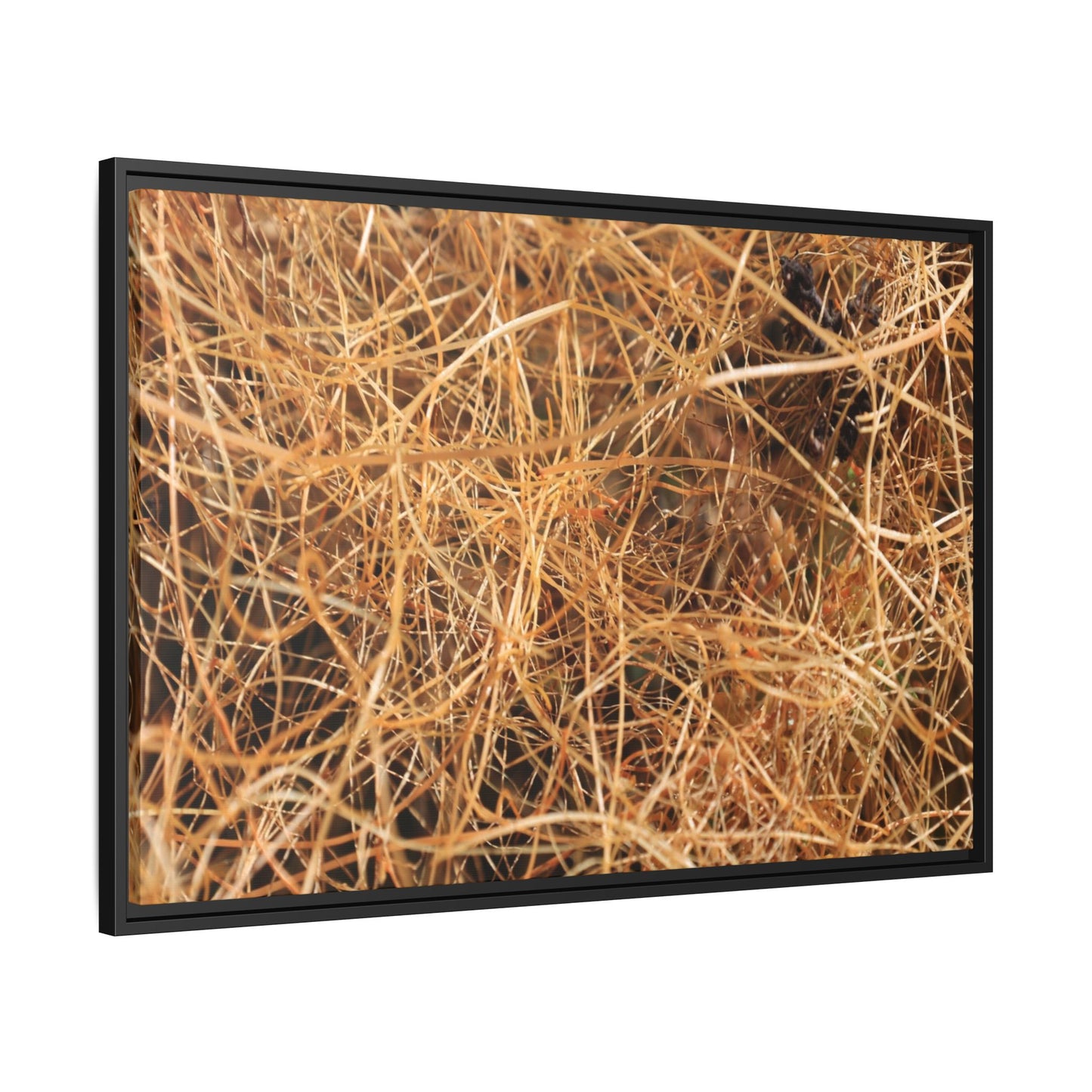 Dried Grass - Unique Stretched Canvas Wall Art - Art By Earth