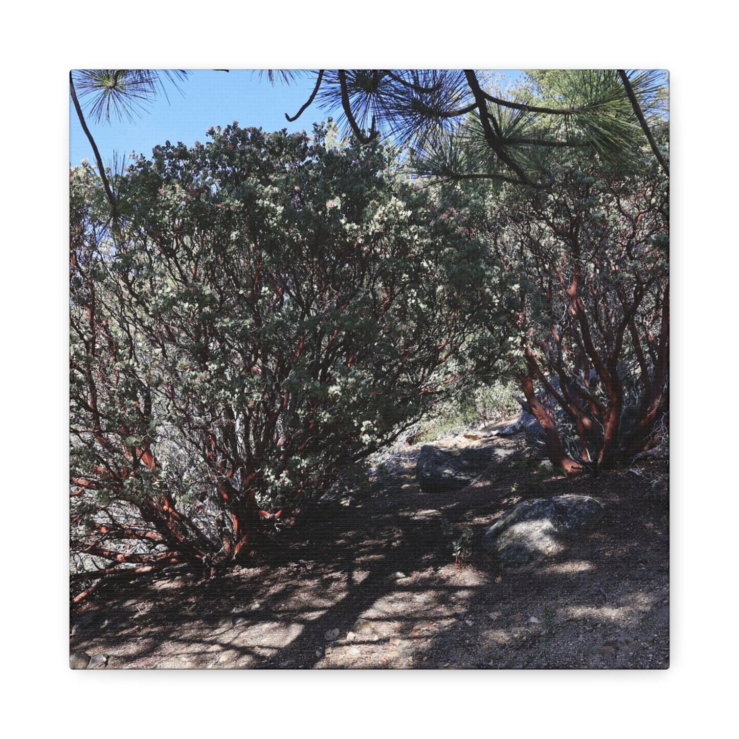 Desert Blooms - Unique Frameless Canvas Wall Art