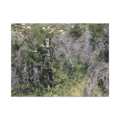 Drought-Stricken Forest - Unique Frameless Canvas Wall Art
