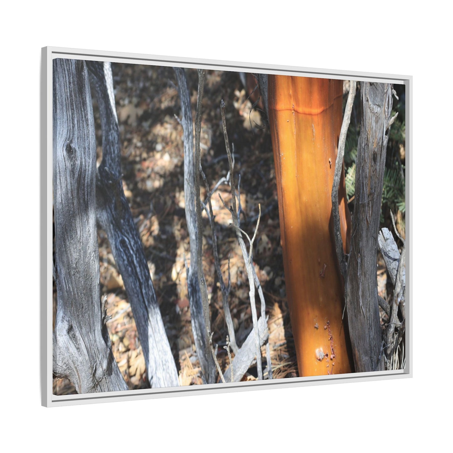 Burnt Trees and Golden Trunk - Unique Stretched Canvas Wall Art