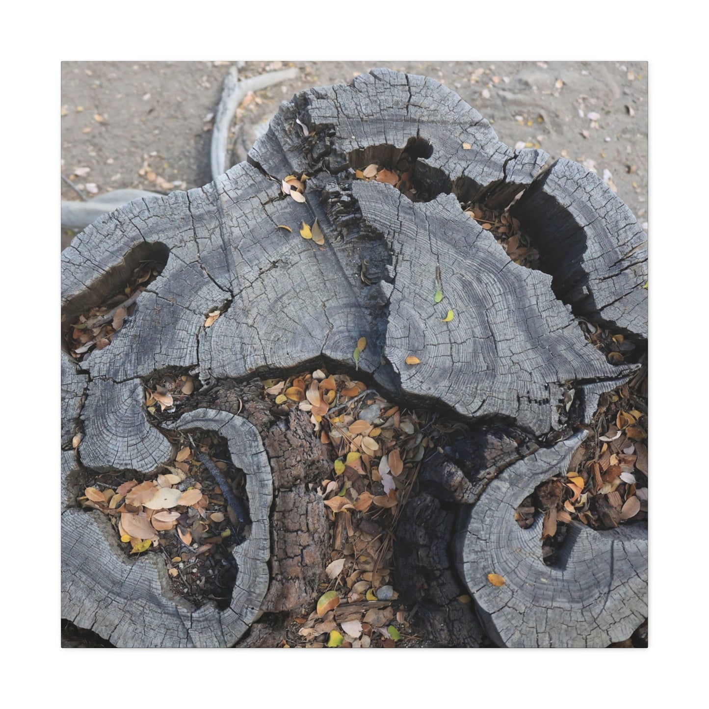 Weathered Woodland Whispers - Unique Frameless Canvas Wall Art - Art By Earth