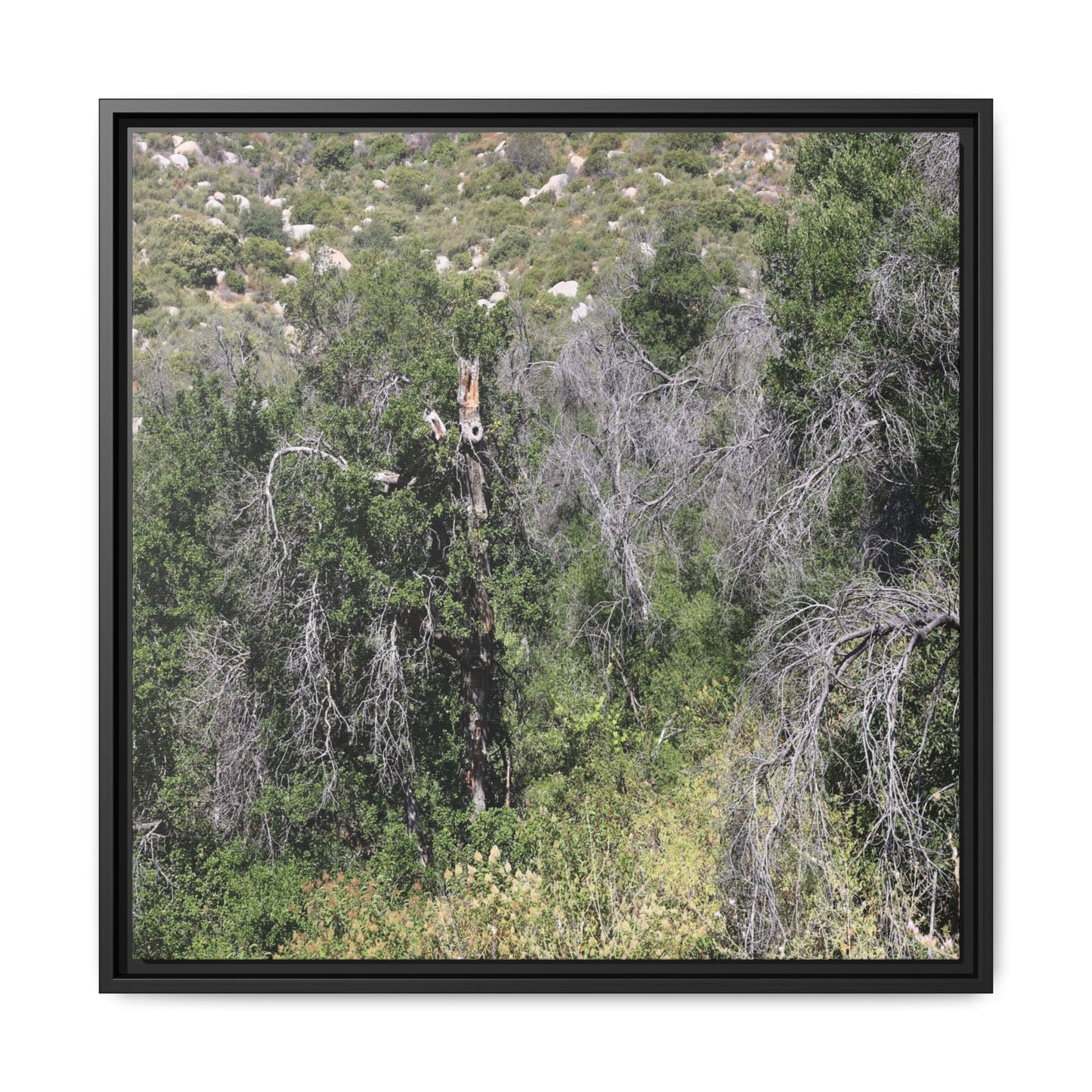 Forest Decline - Unique Stretched Canvas Wall Art