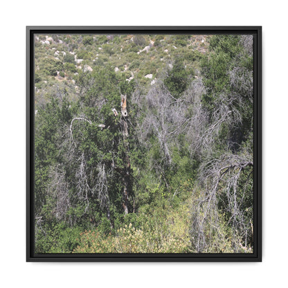 Forest Decline - Unique Stretched Canvas Wall Art