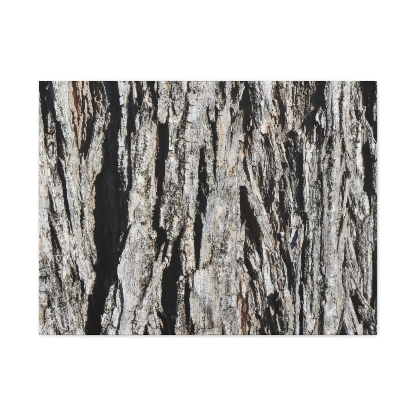 Bark Layers in Monochrome - Unique Frameless Canvas Wall Art - Art By Earth