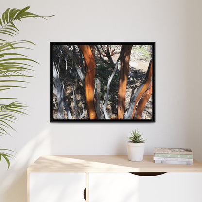Eucalyptus Grove - Unique Stretched Canvas Wall Art