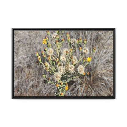 Whispers of the Dry Grass - Unique Stretched Canvas Wall Art - Art By Earth