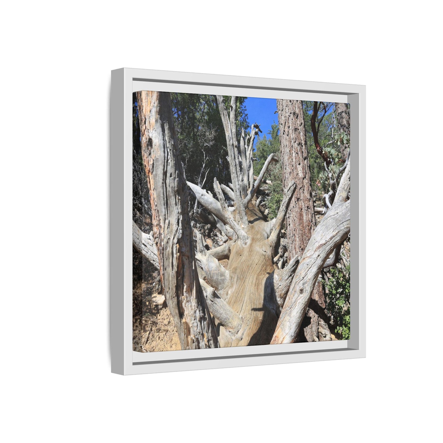 Forest Sentinels - Unique Stretched Canvas Wall Art