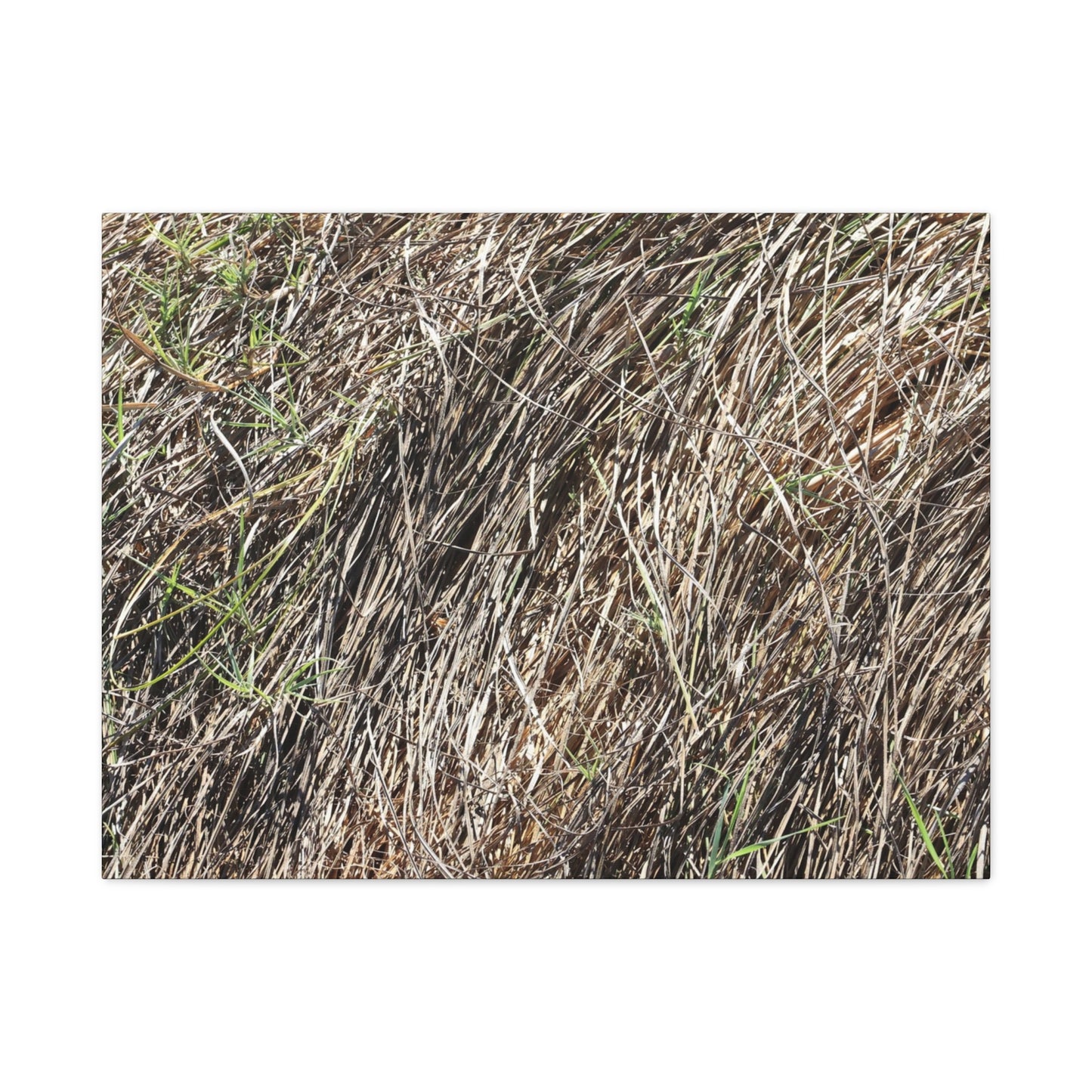 Tangled Wilderness - Unique Stretched Canvas Wall Art - Art By Earth