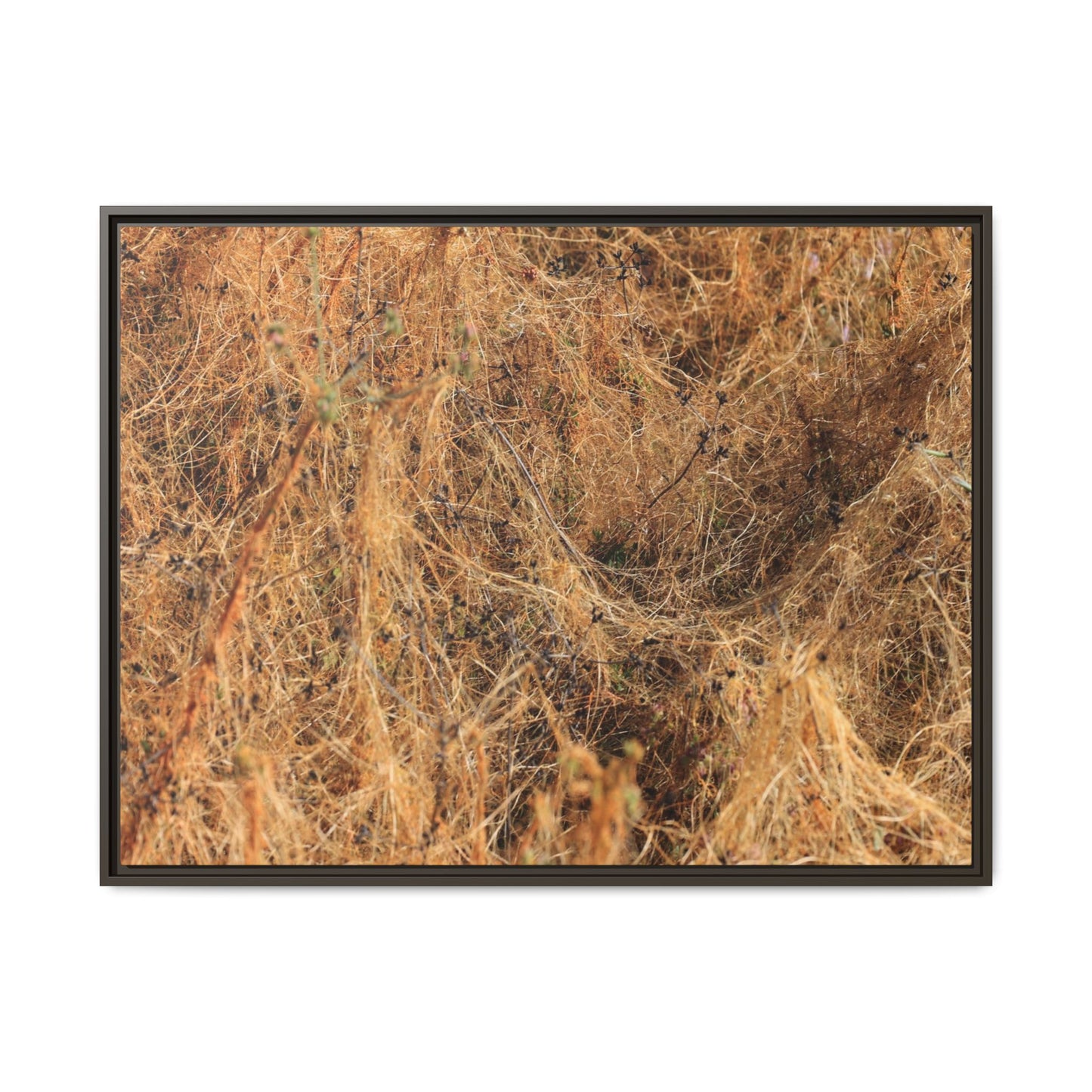 Dried Vegetation Study - Unique Stretched Canvas Wall Art - Art By Earth