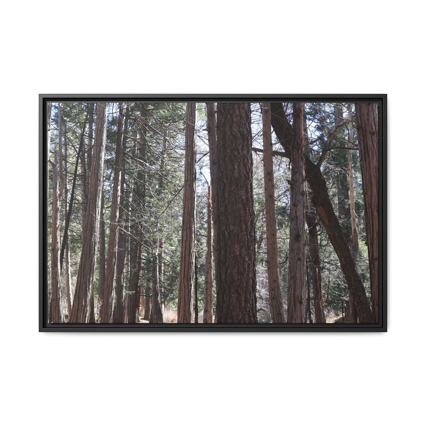 Forest Cathedral - Unique Stretched Canvas Wall Art - Art By Earth