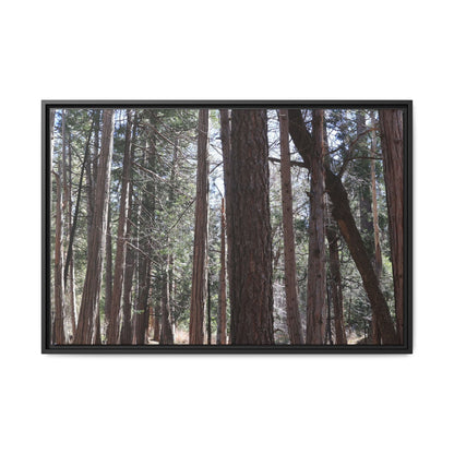 Forest Cathedral - Unique Stretched Canvas Wall Art - Art By Earth