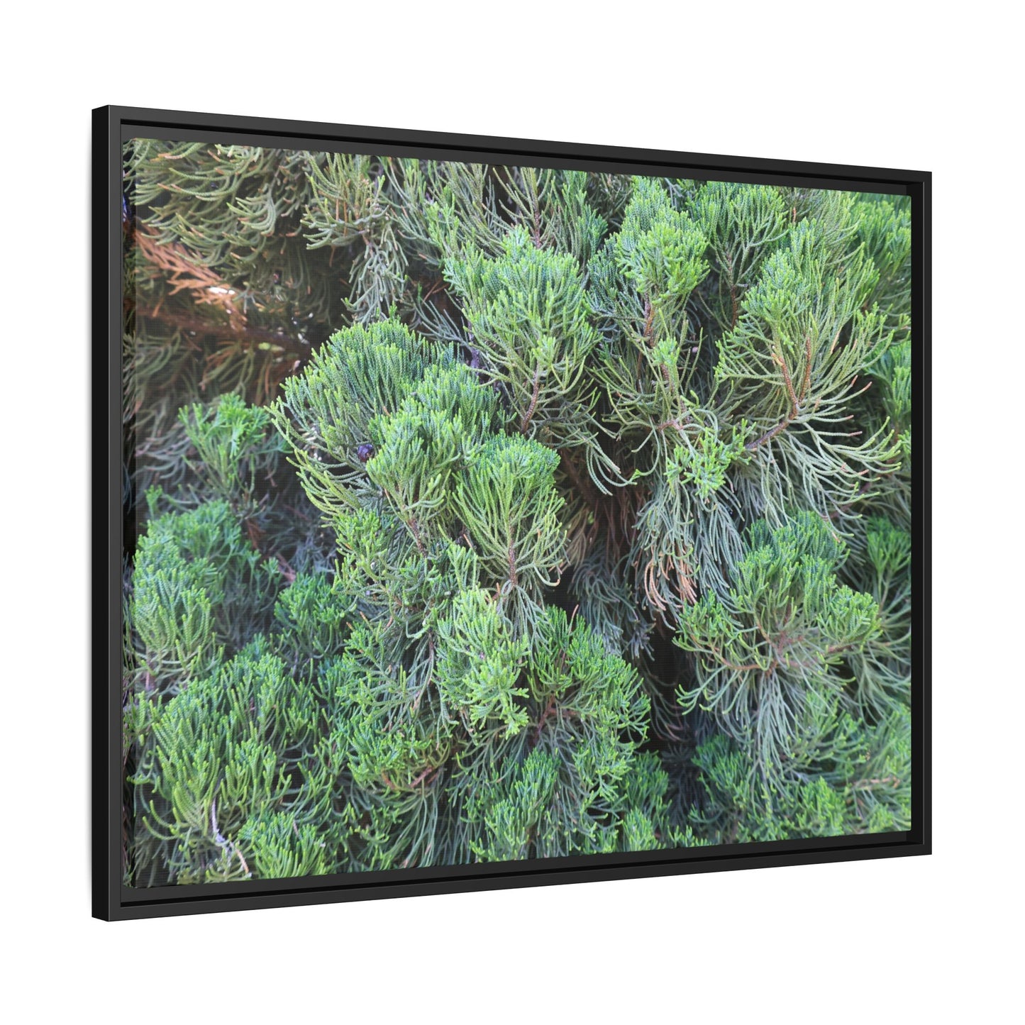 Verdant Whispers - Unique Stretched Canvas Wall Art - Art By Earth