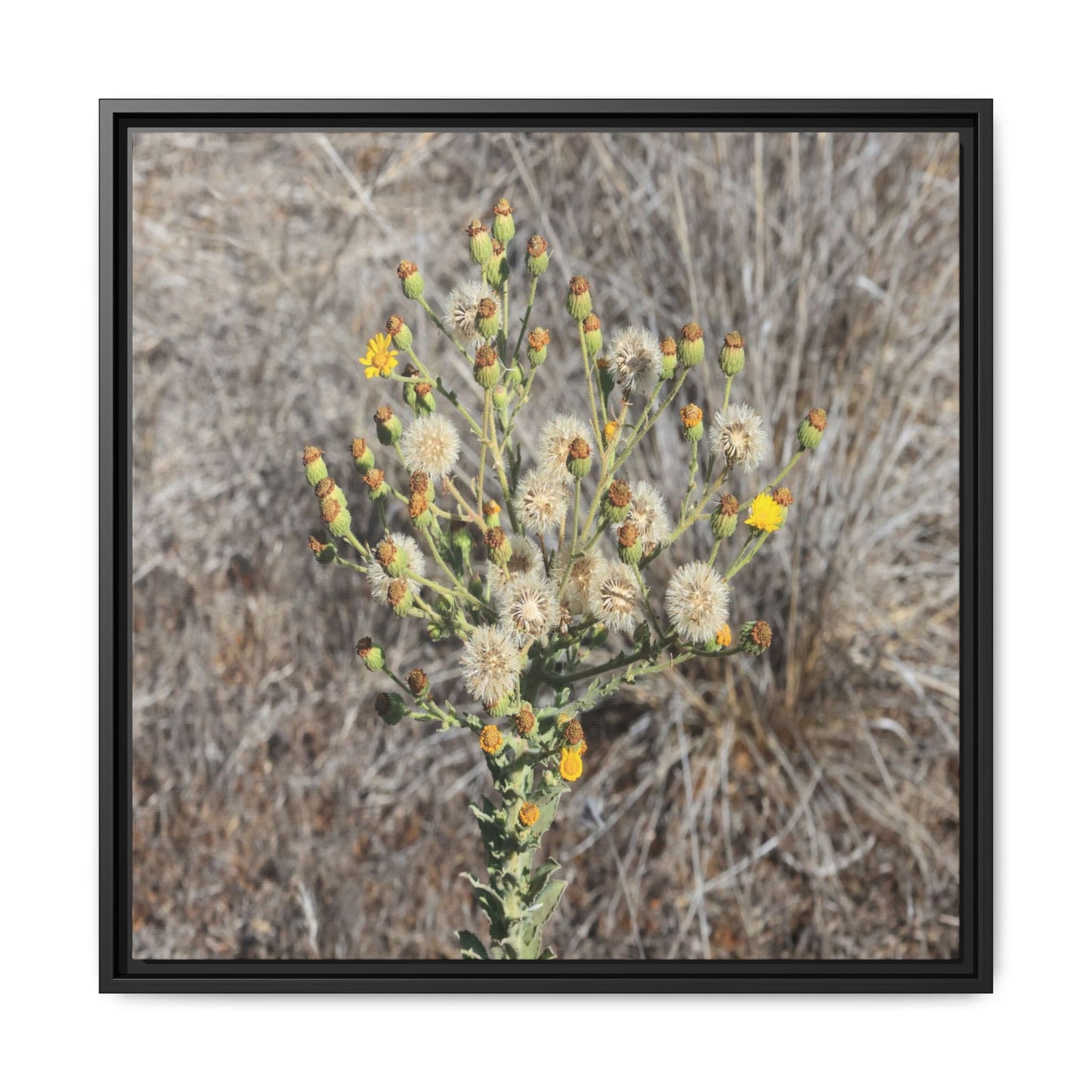 Whispers of the Dry Grass - Unique Stretched Canvas Wall Art - Art By Earth