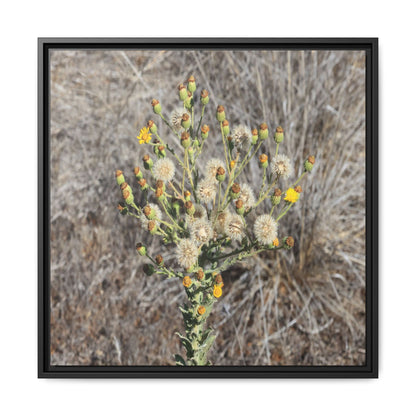 Whispers of the Dry Grass - Unique Stretched Canvas Wall Art - Art By Earth