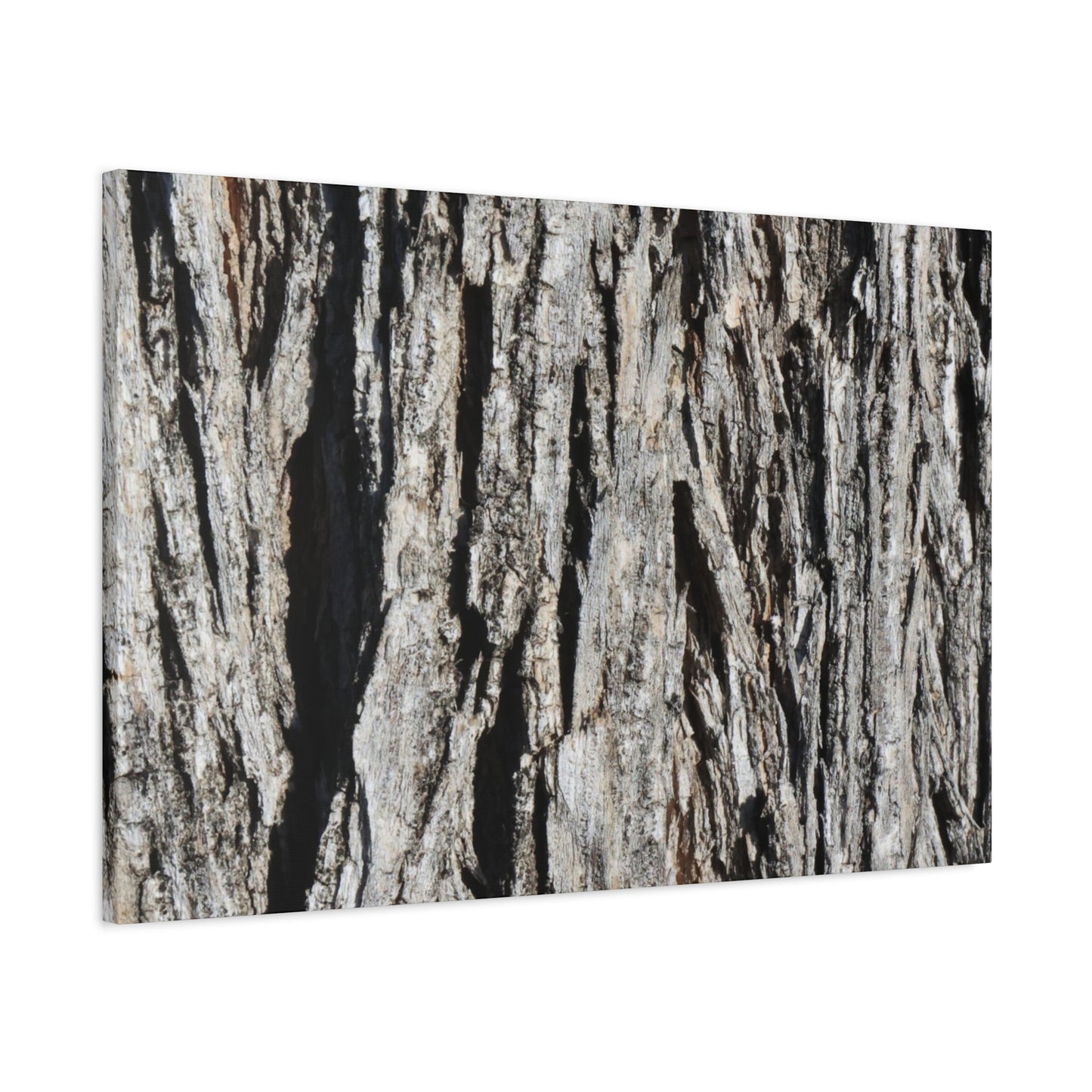 Bark Layers in Monochrome - Unique Frameless Canvas Wall Art - Art By Earth