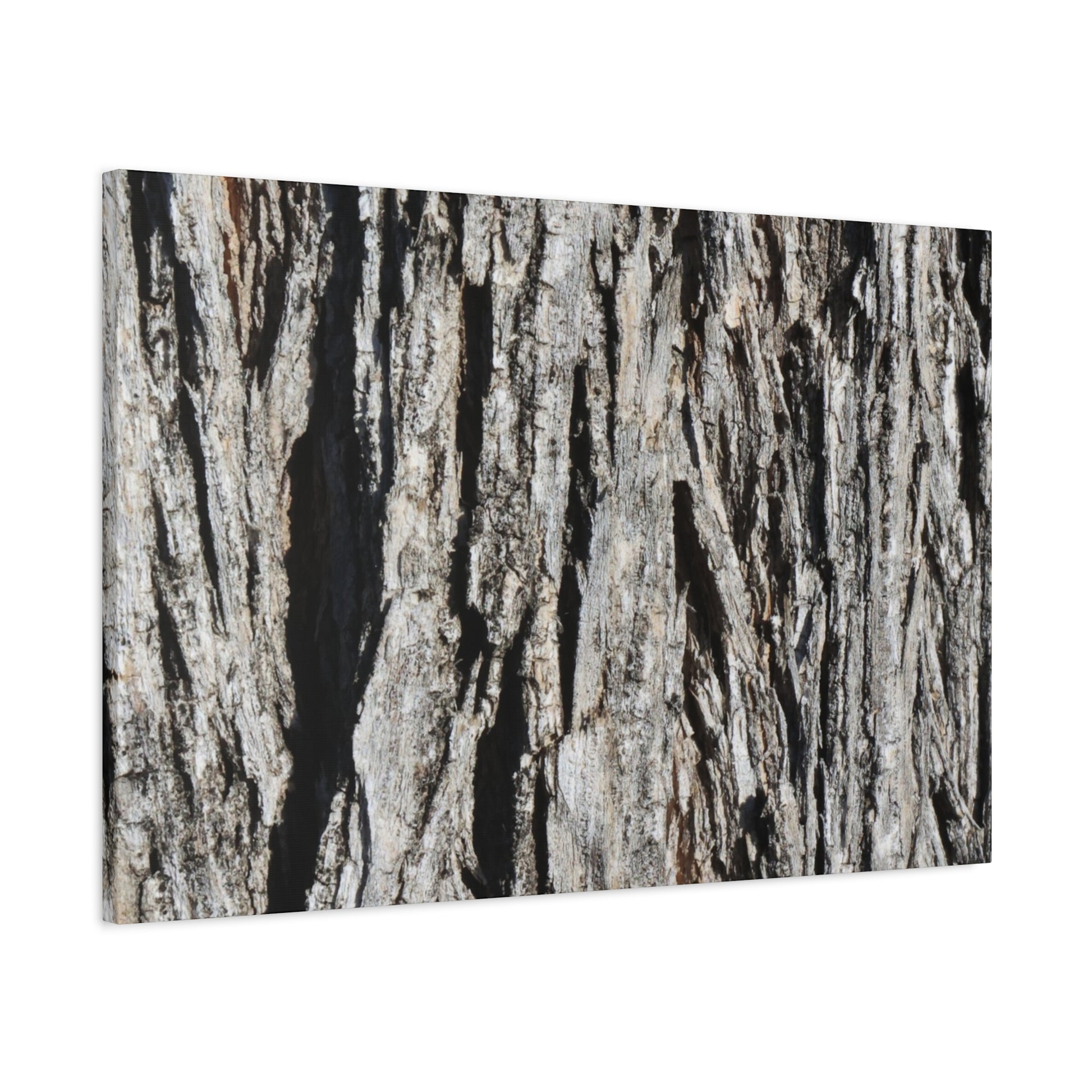 Bark Layers in Monochrome - Unique Frameless Canvas Wall Art - Art By Earth