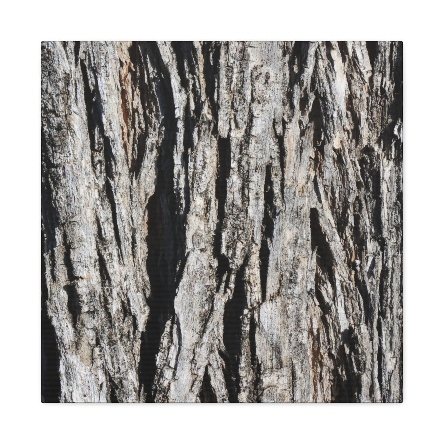 Bark Textures in Monochrome - Unique Frameless Canvas Wall Art - Art By Earth