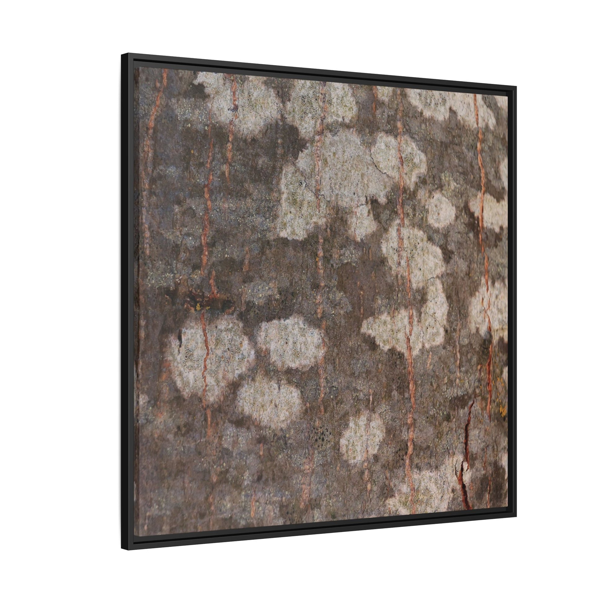 Lichen's Legacy - Unique Stretched Canvas Wall Art - Art By Earth