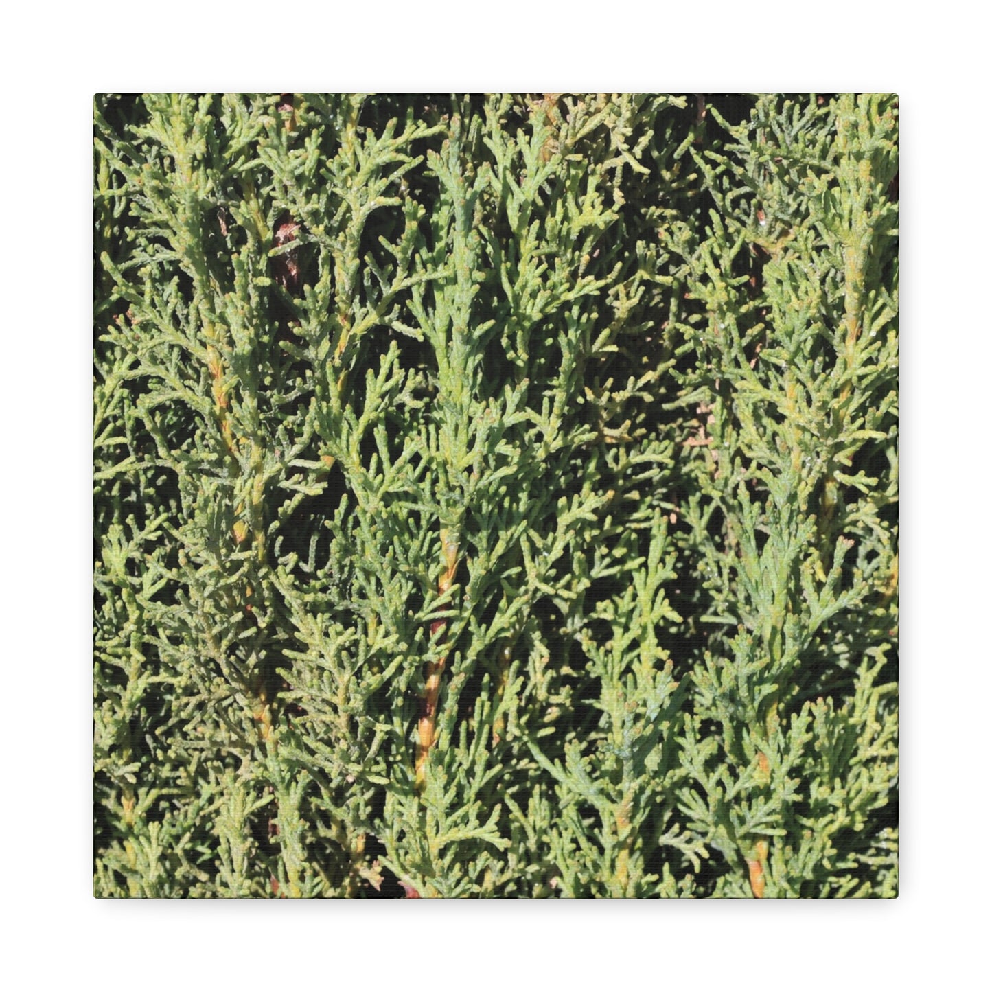 Emerald Tapestry - Unique Frameless Canvas Wall Art - Art By Earth