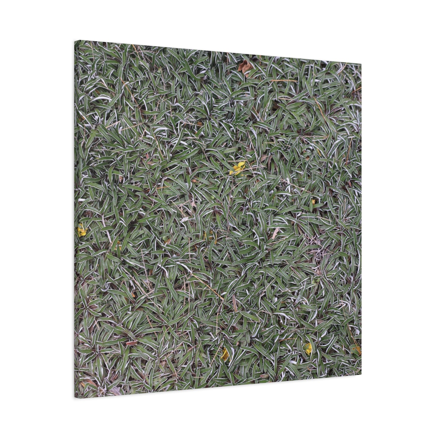 Tangled Memories - Unique Frameless Canvas Wall Art - Art By Earth