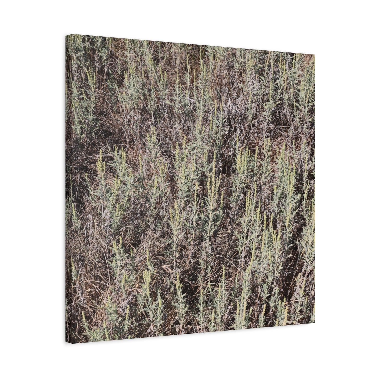 Whispers in the Sage - Unique Stretched Canvas Wall Art - Art By Earth