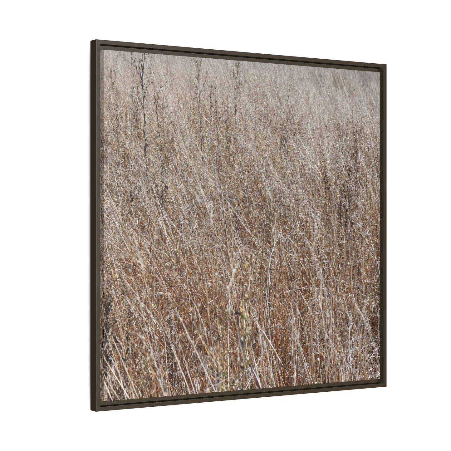Dry Grass Symphony - Unique Stretched Canvas Wall Art - Art By Earth