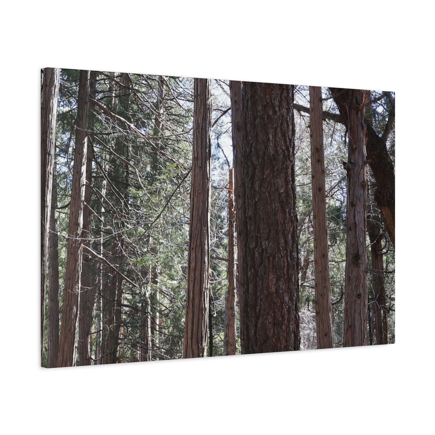 Vertical Sentinels - Unique Frameless Canvas Wall Art - Art By Earth