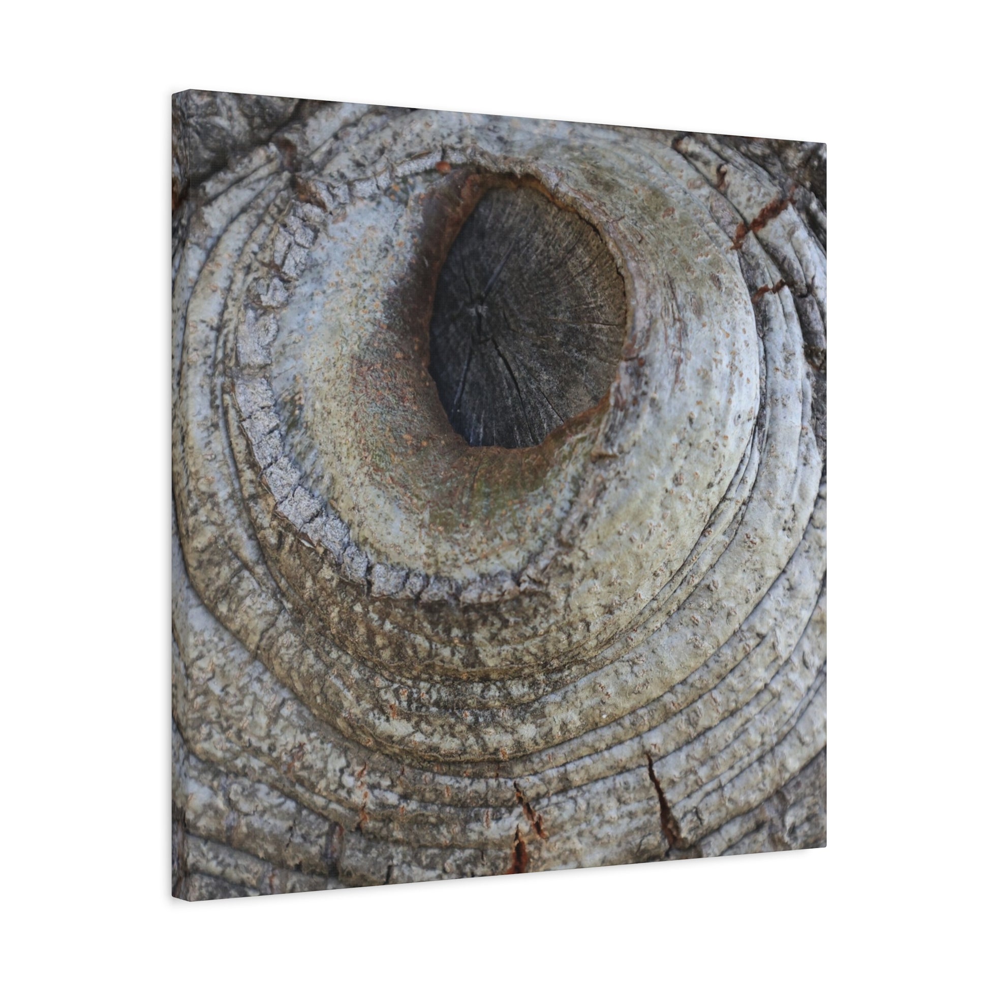 Bark's Eye - Unique Frameless Canvas Wall Art - Art By Earth