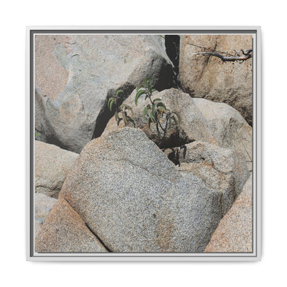 Desert Plant Thriving Among Rocks - Unique Stretched Canvas Wall Art