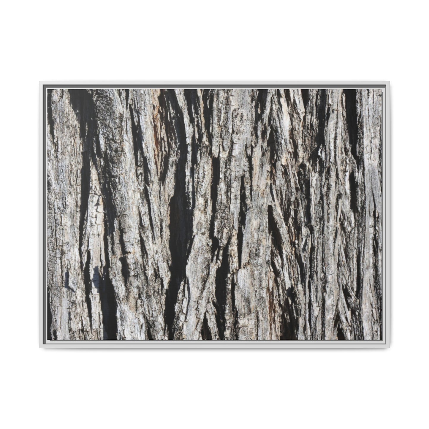 Bark Lines - Unique Stretched Canvas Wall Art - Art By Earth