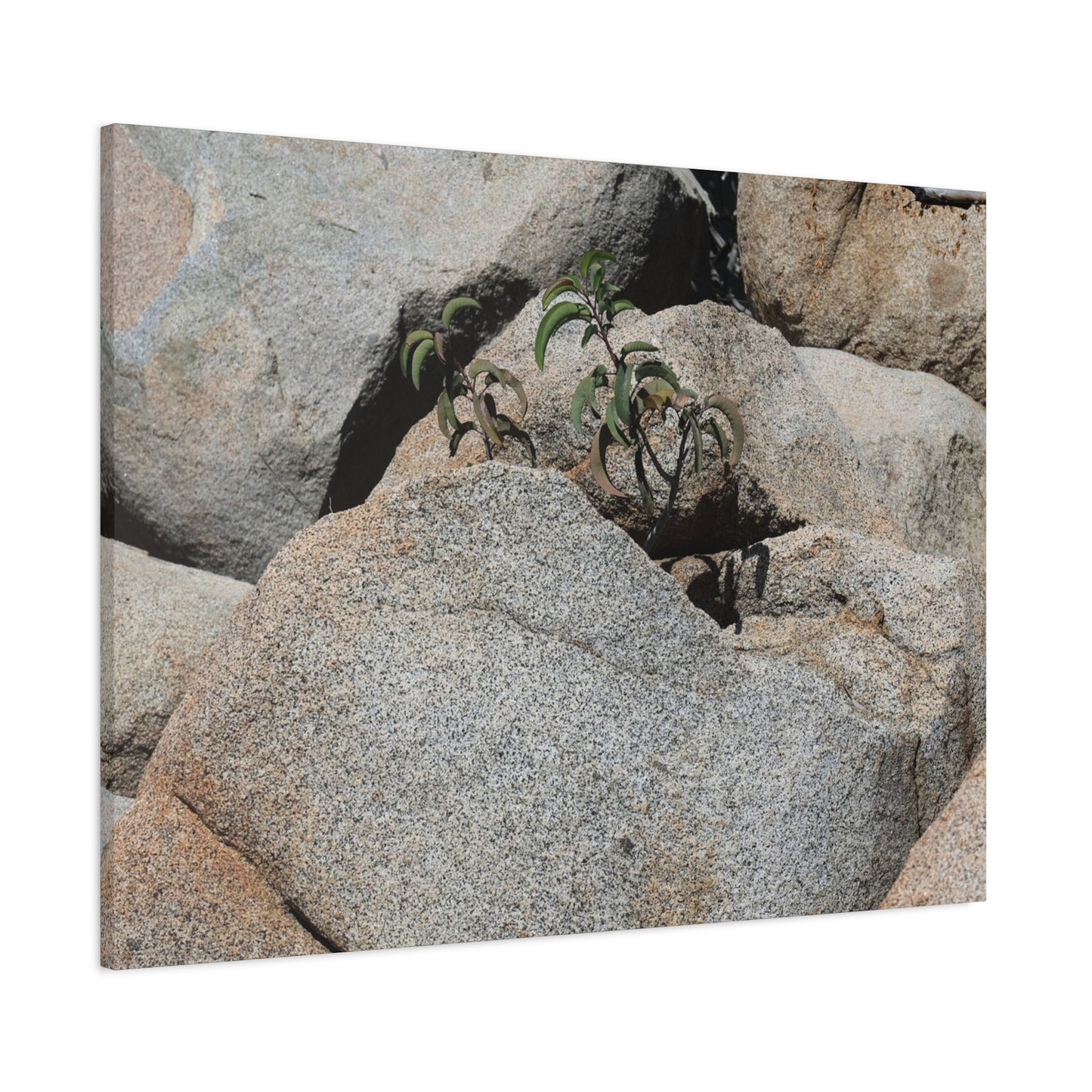 Desert Plant Survives - Unique Frameless Canvas Wall Art