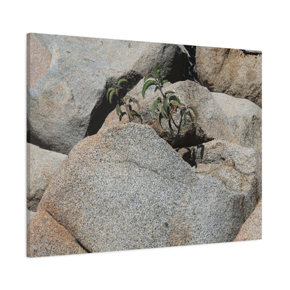Desert Plant Survives - Unique Frameless Canvas Wall Art