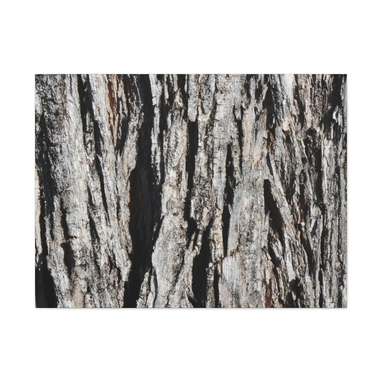 Bark Textures in Monochrome - Unique Frameless Canvas Wall Art - Art By Earth