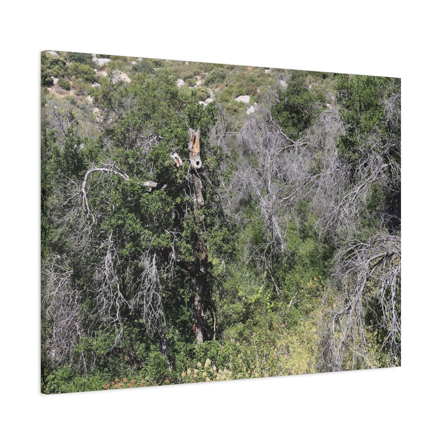 Drought-Stricken Forest - Unique Frameless Canvas Wall Art