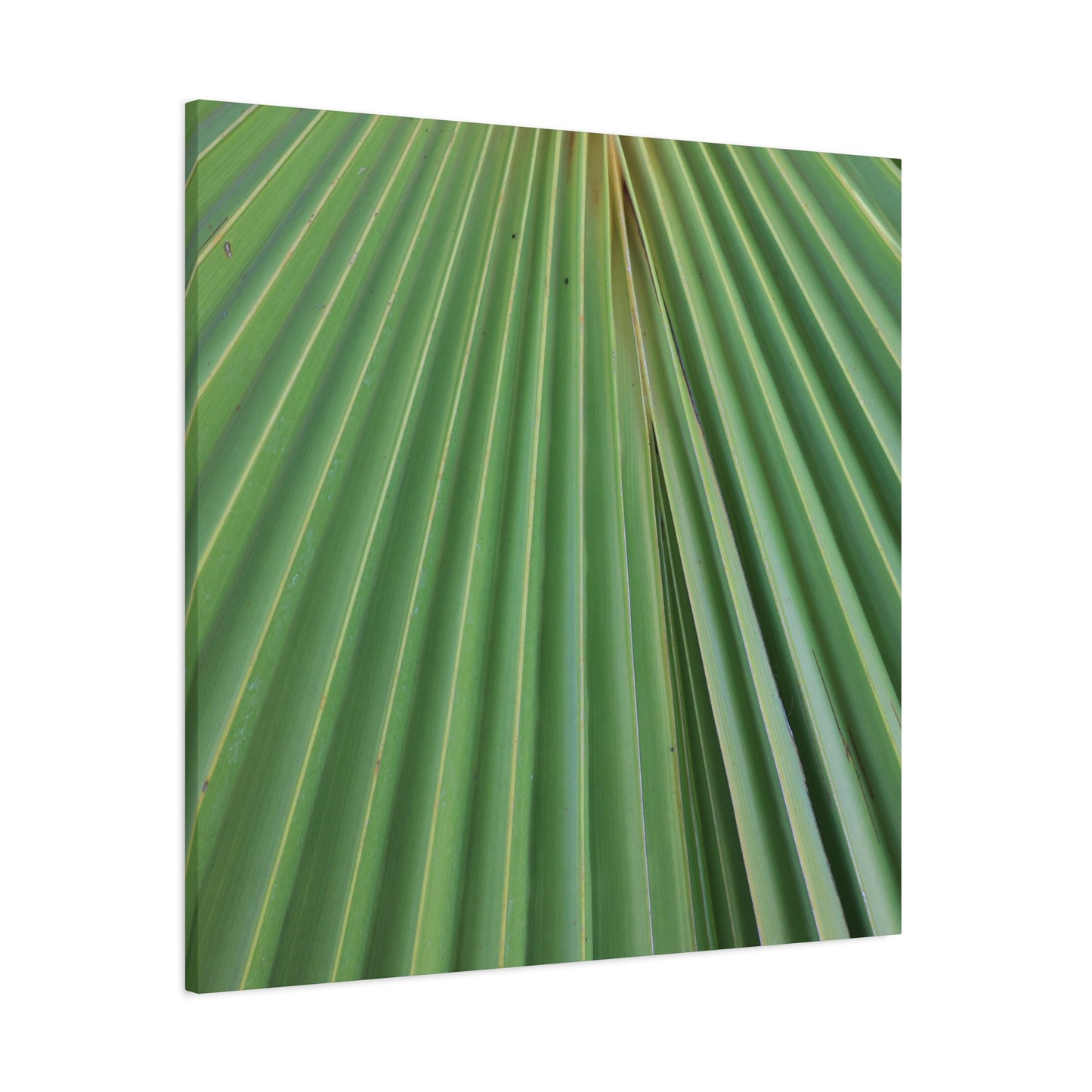 Fan of Green - Unique Frameless Canvas Wall Art - Art By Earth