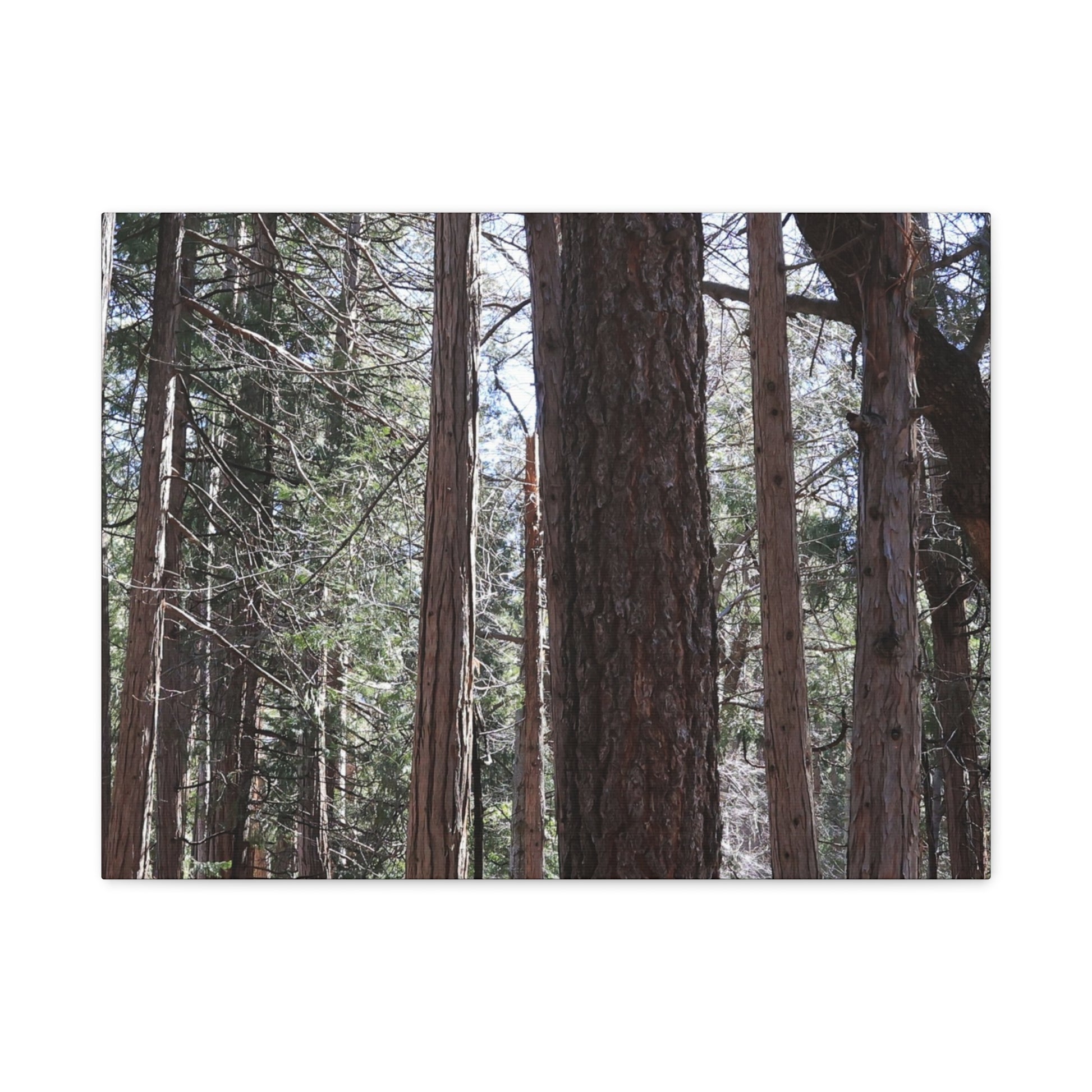 Vertical Sentinels - Unique Frameless Canvas Wall Art - Art By Earth