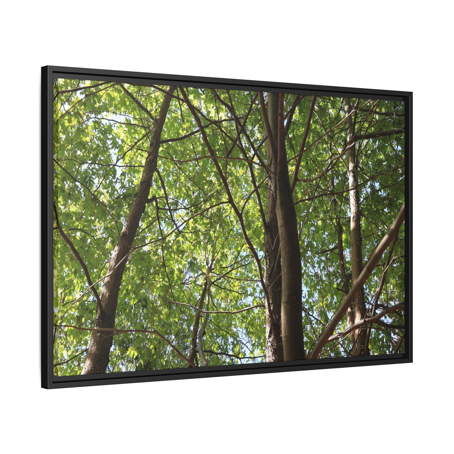 Forest Branches - Unique Stretched Canvas Wall Art