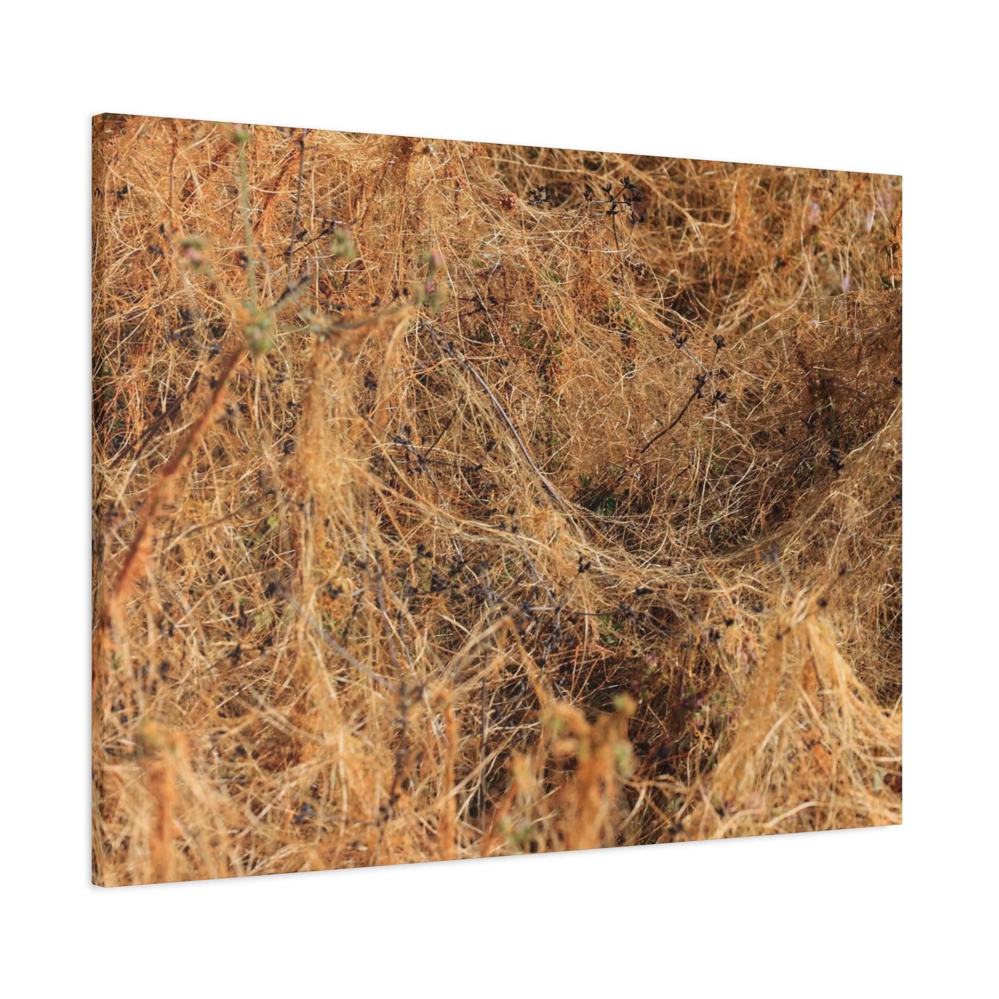 Dried Grasses - Unique Frameless Canvas Wall Art - Art By Earth