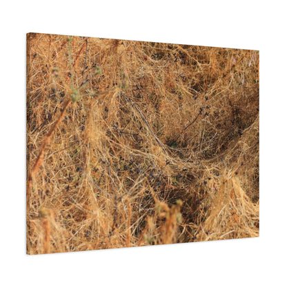 Dried Grasses - Unique Frameless Canvas Wall Art - Art By Earth