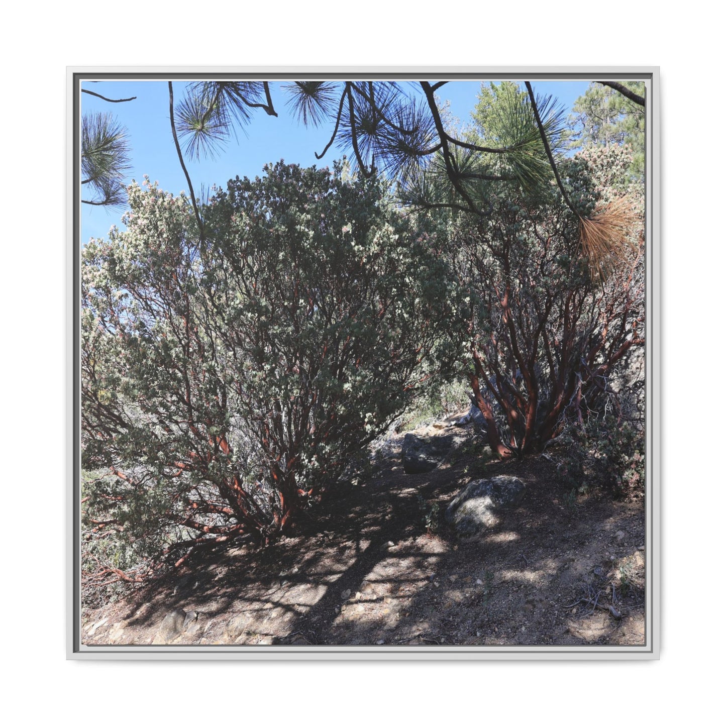 Desert Trail Through Blooming Manzanita - Unique Stretched Canvas Wall Art