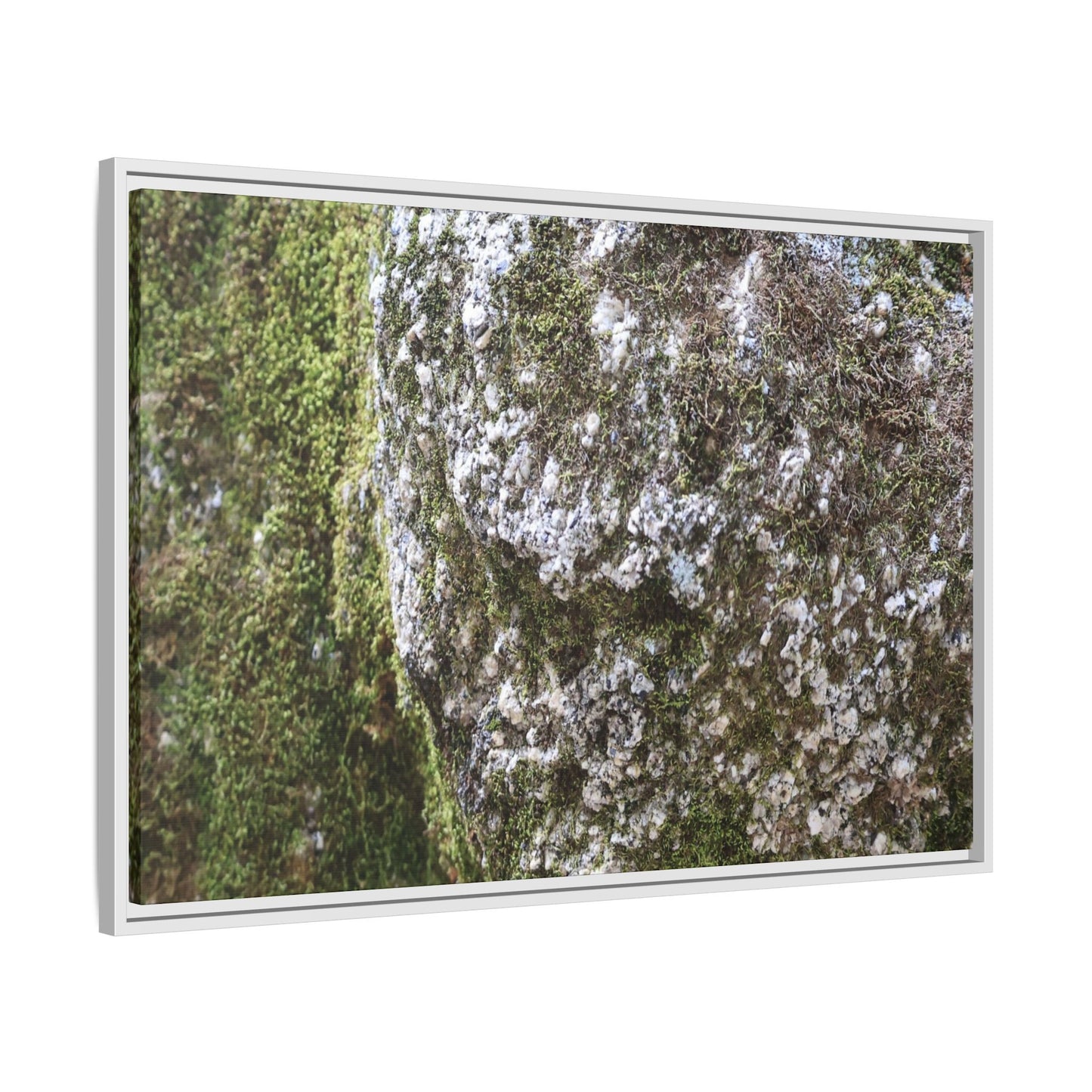 Lichen Landscape - Unique Stretched Canvas Wall Art - Art By Earth