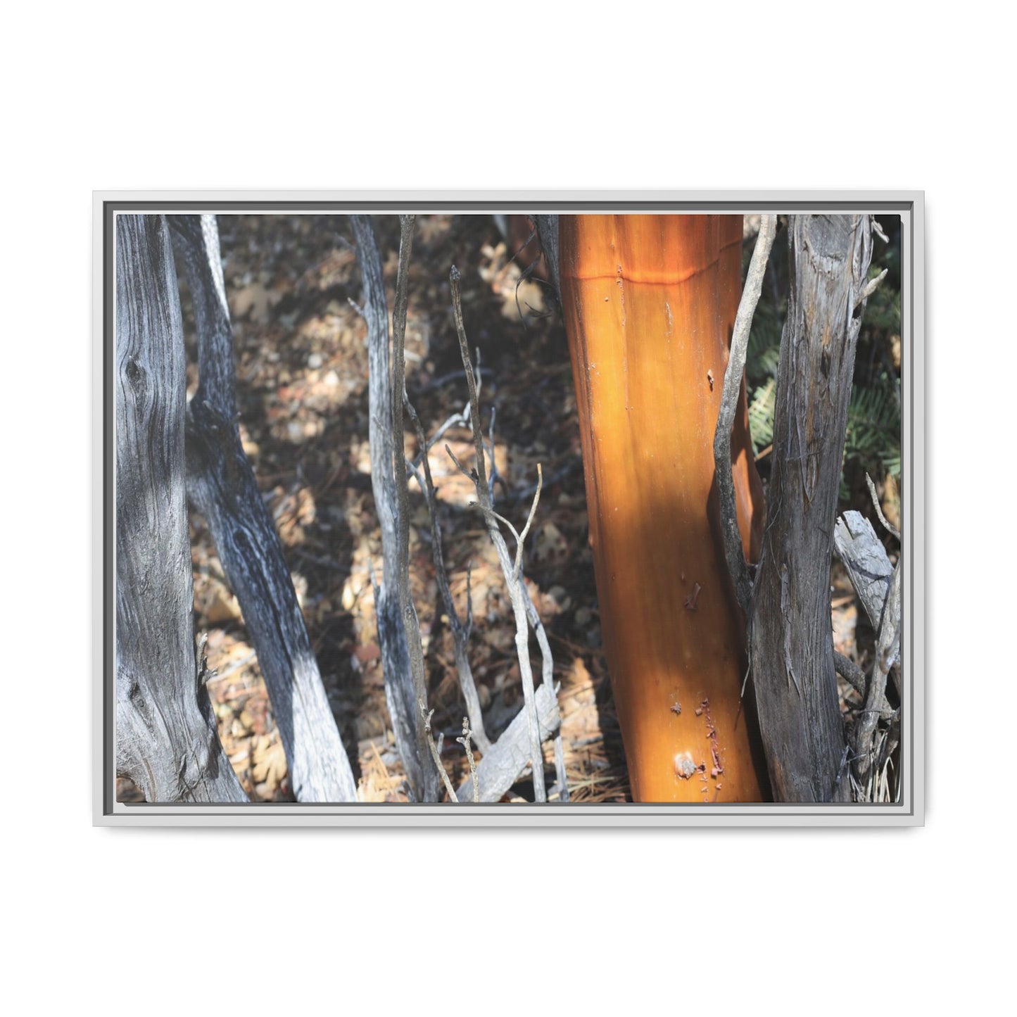 Burnt Trees and Golden Trunk - Unique Stretched Canvas Wall Art
