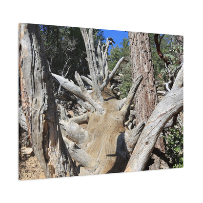 Twisted Roots - Unique Frameless Canvas Wall Art