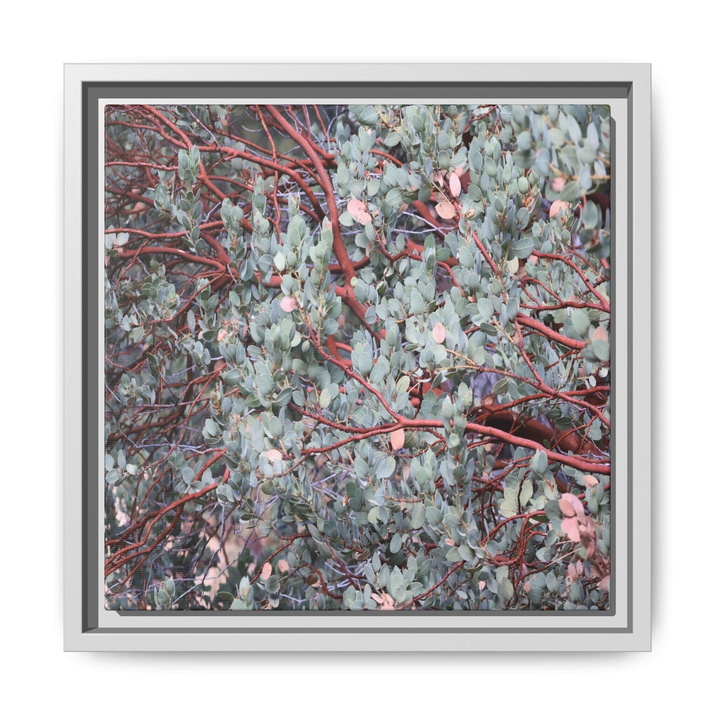 Whispers of Sage - Unique Stretched Canvas Wall Art - Art By Earth