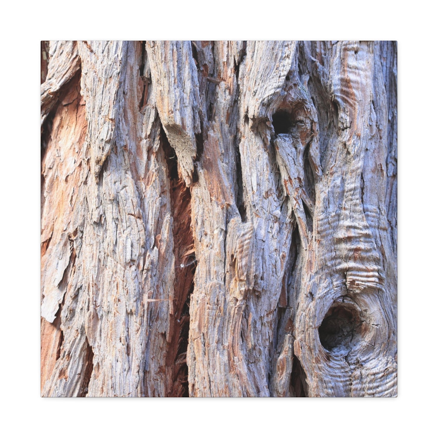 Aged Bark Surface - Unique Frameless Canvas Wall Art - Art By Earth